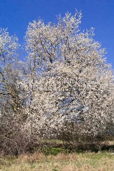 555038 - Mirabelle (Prunus domestica subsp. syriaca)