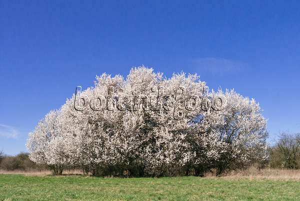 555040 - Mirabelle (Prunus domestica subsp. syriaca)