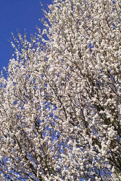 555042 - Mirabelle (Prunus domestica subsp. syriaca)