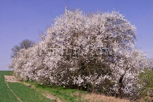 601029 - Mirabelle (Prunus domestica subsp. syriaca)