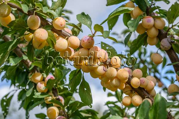 535371 - Mirabelle (Prunus domestica subsp. syriaca 'Mirabelle aus Nancy')