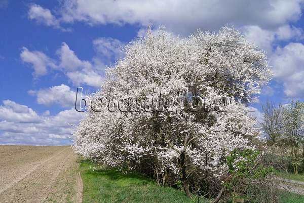 570014 - Mirabellen (Prunus domestica subsp. syriaca)