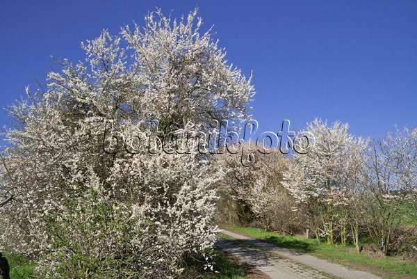 608026 - Mirabellen (Prunus domestica subsp. syriaca)