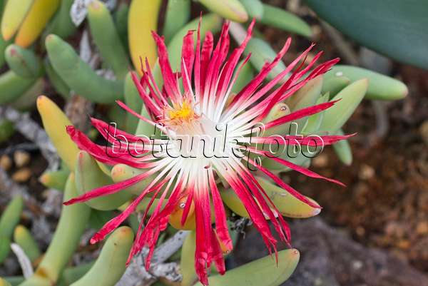 565017 - Mittagsblume (Astridia longifolia)