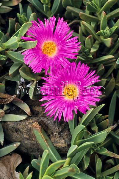 397060 - Mittagsblume (Carpobrotus acinaciformis syn. Mesembryanthemum acinaciformis)
