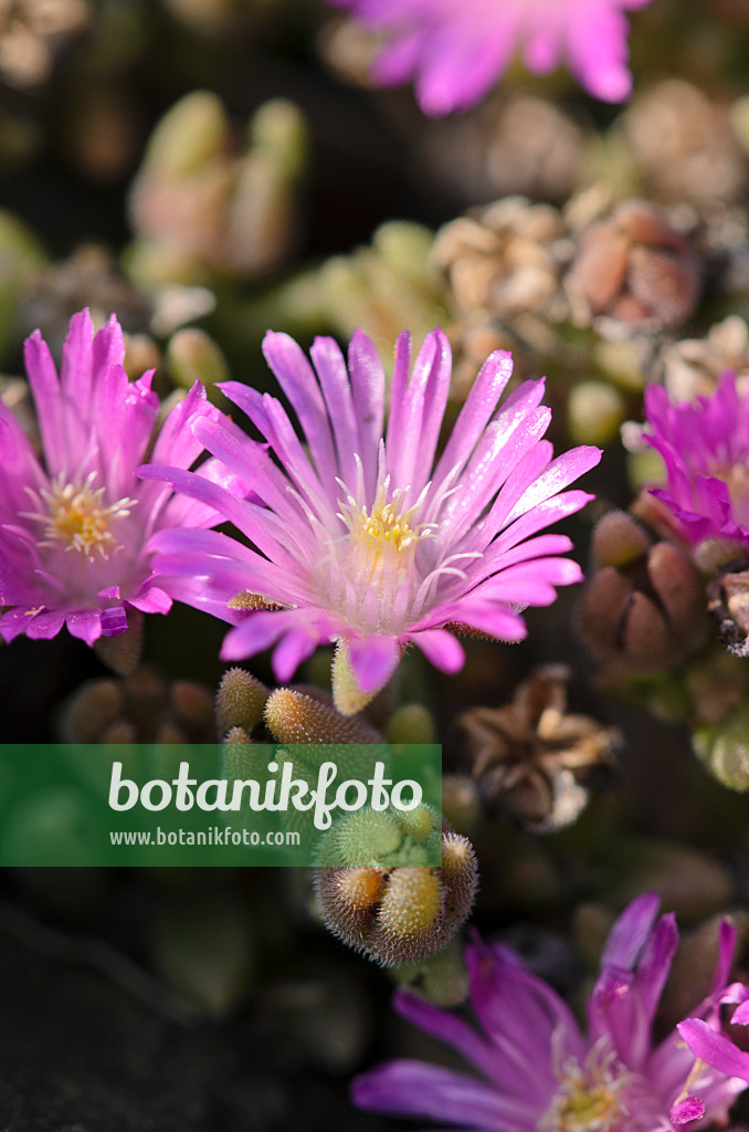 524162 - Mittagsblume (Delosperma aberdeenense)