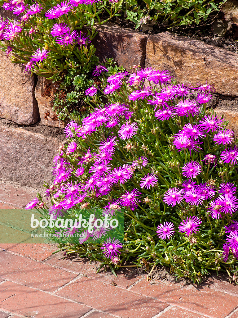 462112 - Mittagsblume (Delosperma cooperi)