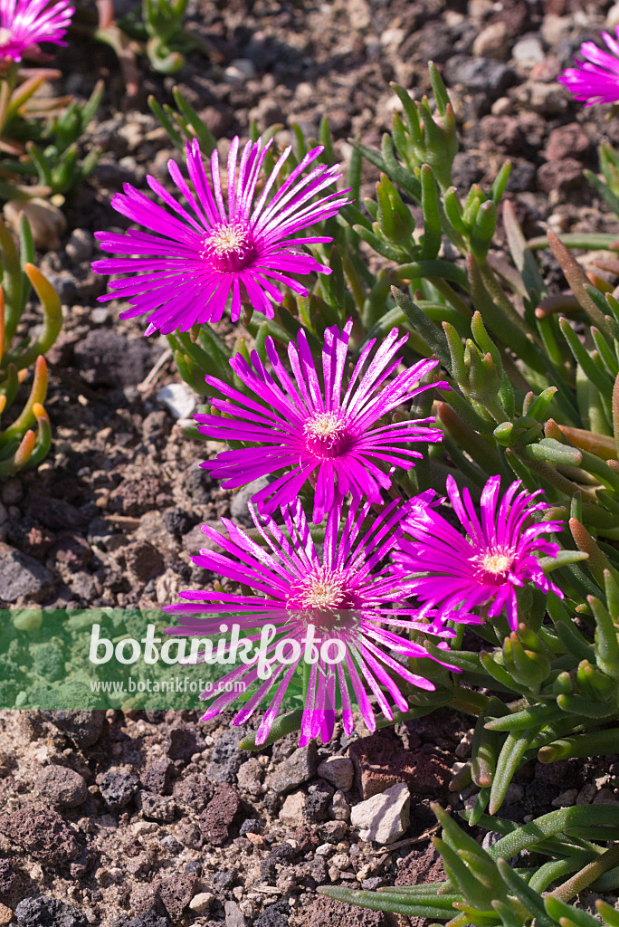 573017 - Mittagsblume (Delosperma cooperi)