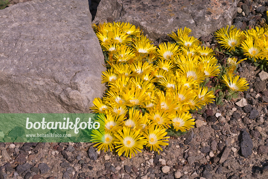 607278 - Mittagsblume (Delosperma cortigerum)