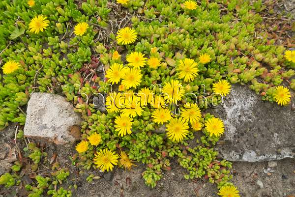 608069 - Mittagsblume (Delosperma nubigenum)
