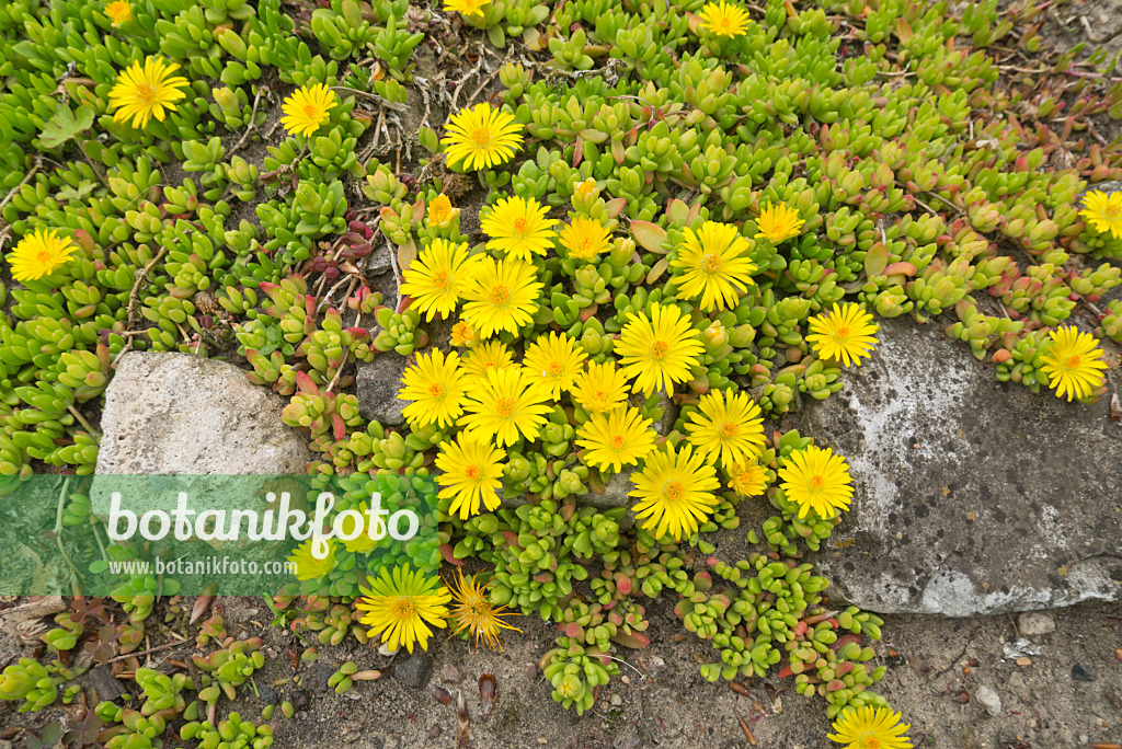 608069 - Mittagsblume (Delosperma nubigenum)