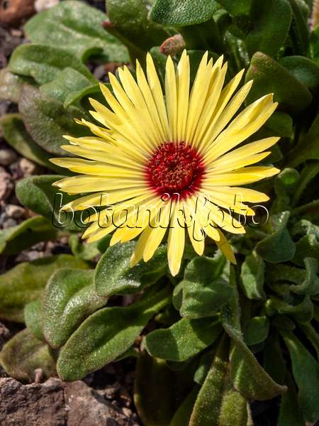 426304 - Mittagsblume (Dorotheanthus bellidiformis)