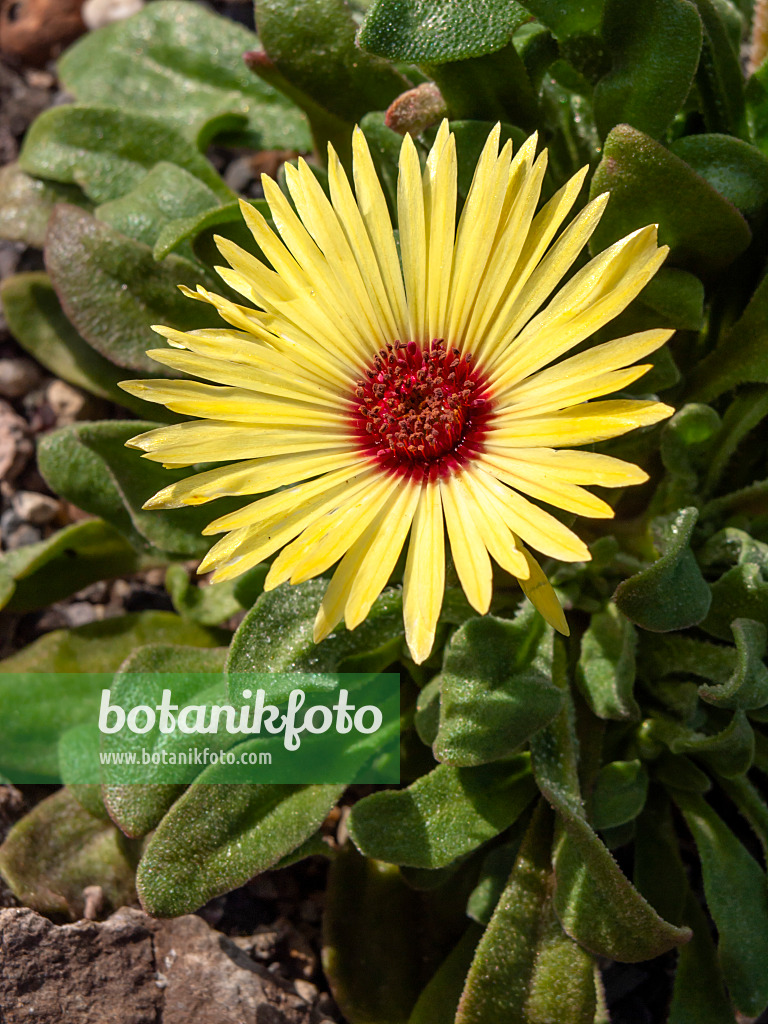 426304 - Mittagsblume (Dorotheanthus bellidiformis)