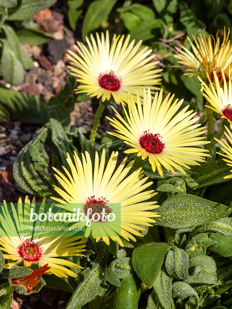 461144 - Mittagsblume (Dorotheanthus bellidiformis)