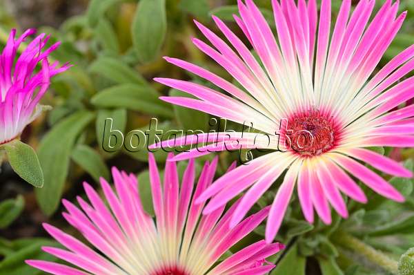 498330 - Mittagsblume (Dorotheanthus bellidiformis)