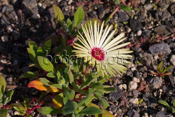 573112 - Mittagsblume (Dorotheanthus bellidiformis)