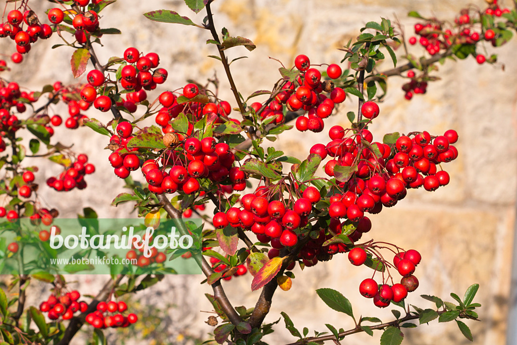 576014 - Mittelmeer-Feuerdorn (Pyracantha coccinea 'Red Column')