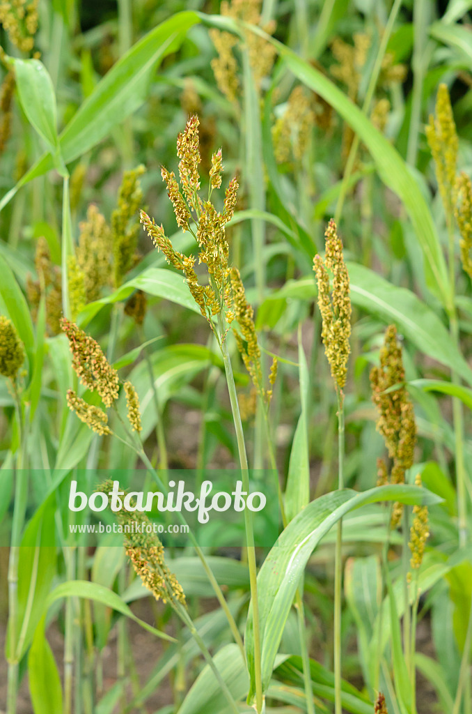 534338 - Mohrenhirse (Sorghum bicolor)