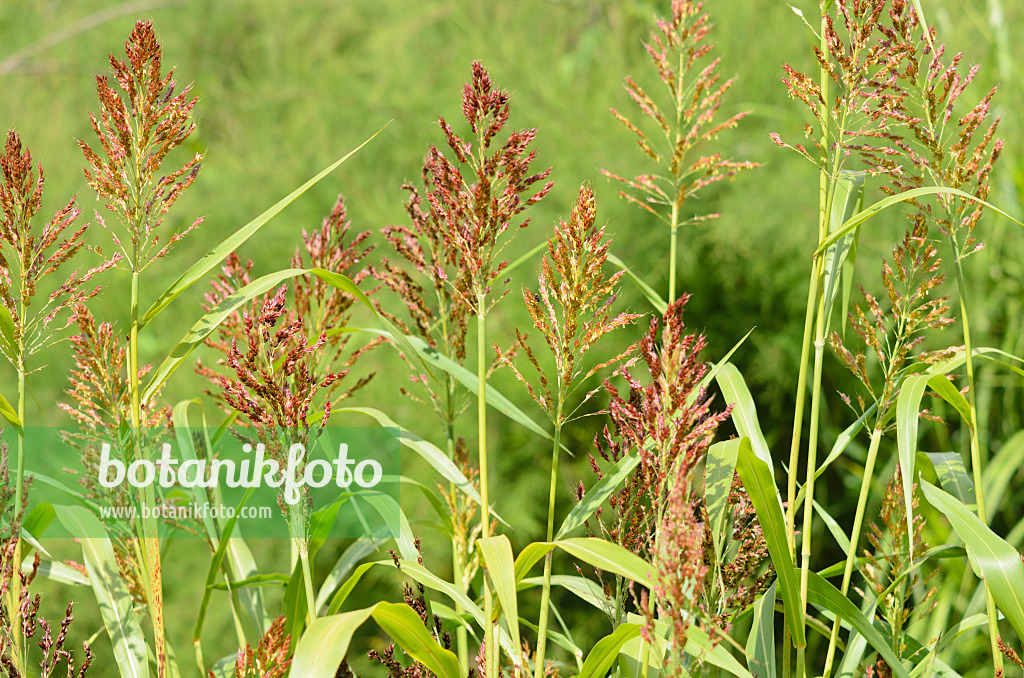 535054 - Mohrenhirse (Sorghum bicolor)