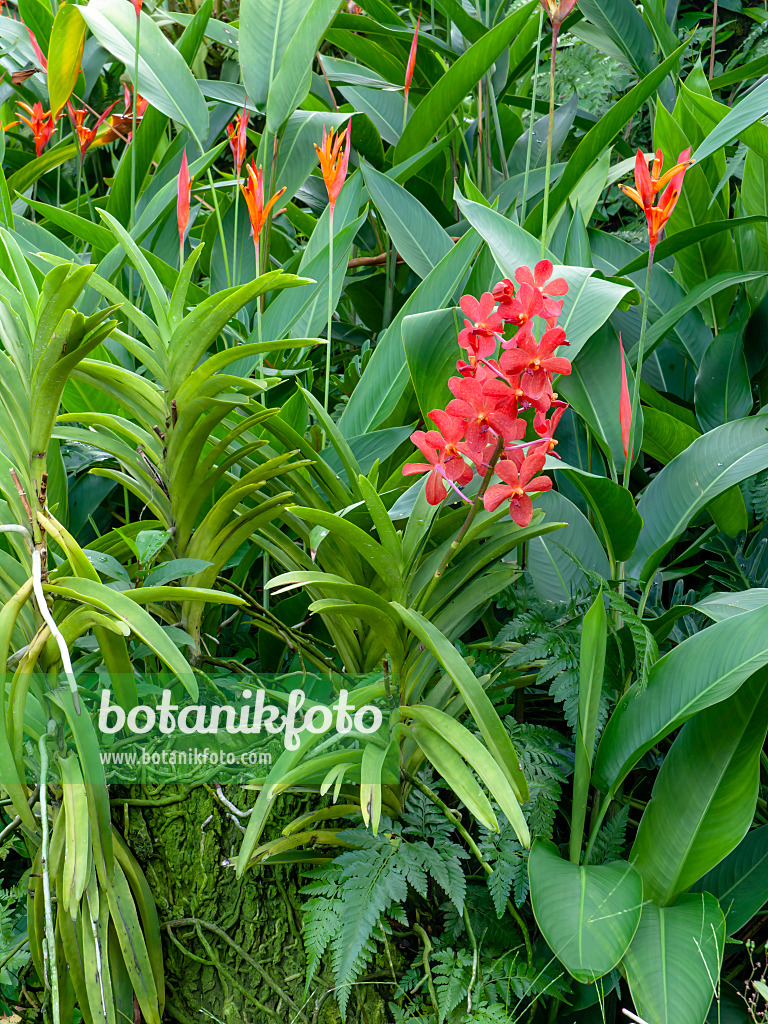 434221 - Mokara und Helikonie (Heliconia)