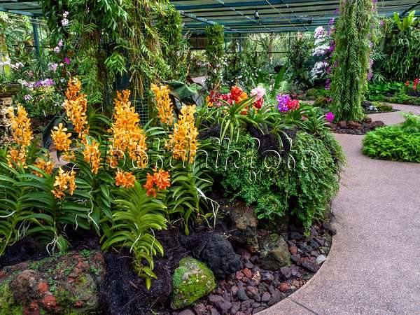434226 - Mokara Luenberger Gold, Nationaler Orchideengarten, Singapur