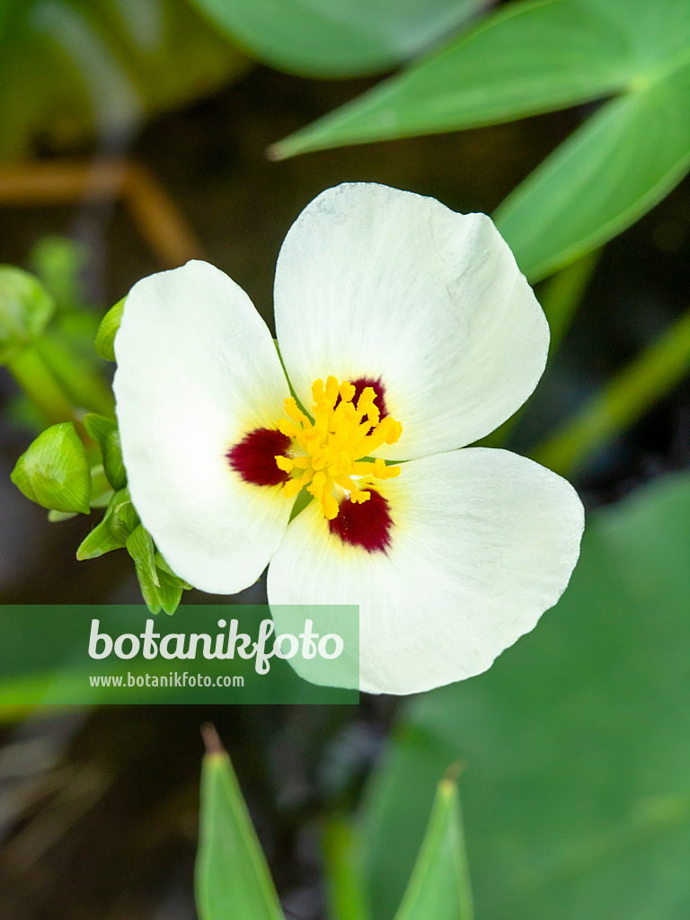 427025 - Montevideo-Pfeilkraut (Sagittaria montevidensis)