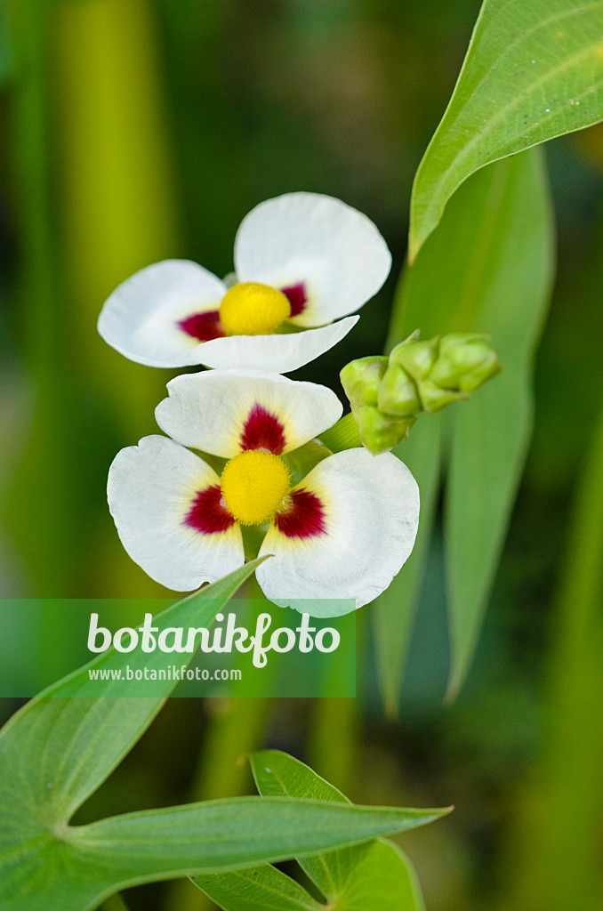 524126 - Montevideo-Pfeilkraut (Sagittaria montevidensis)