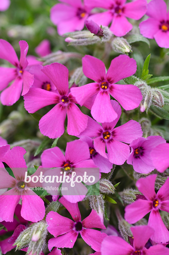 484014 - Moosphlox (Phlox subulata 'Boranderie')