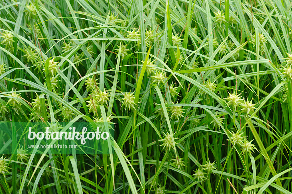 485065 - Morgensternsegge (Carex grayi)