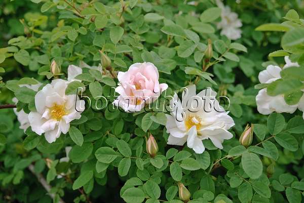 490161 - Moyesii-Rose (Rosa Nevada)