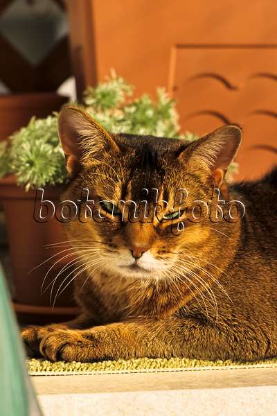 388172 - Müde schauende Abessinierkatze kauert auf einem Teppich vor einem Blumentopf in der Sonne