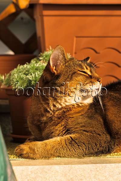 388173 - Müde schauende Abessinierkatze kauert auf einem Teppich vor einem Blumentopf in der Sonne