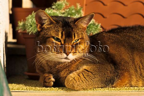 388174 - Müde schauende Abessinierkatze kauert auf einem Teppich vor einem Blumentopf in der Sonne