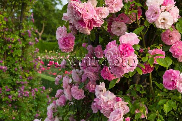 509128 - Multiflora-Rose (Rosa Tausendschön)