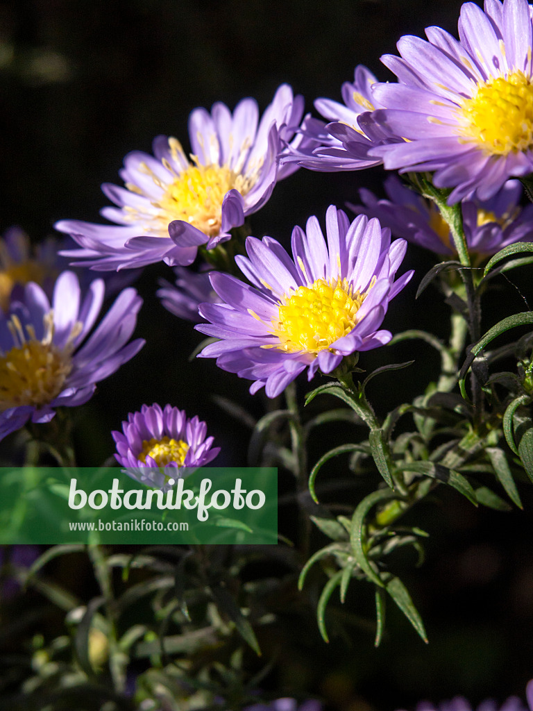 430209 - Myrtenaster (Aster ericoides 'Blue Star')