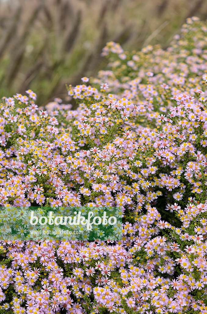 573026 - Myrtenaster (Aster ericoides 'Lovely' syn. Aster vimineus 'Lovely')