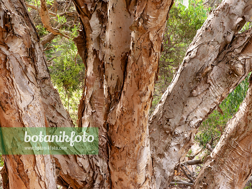 455335 - Myrthenheide (Melaleuca decora)