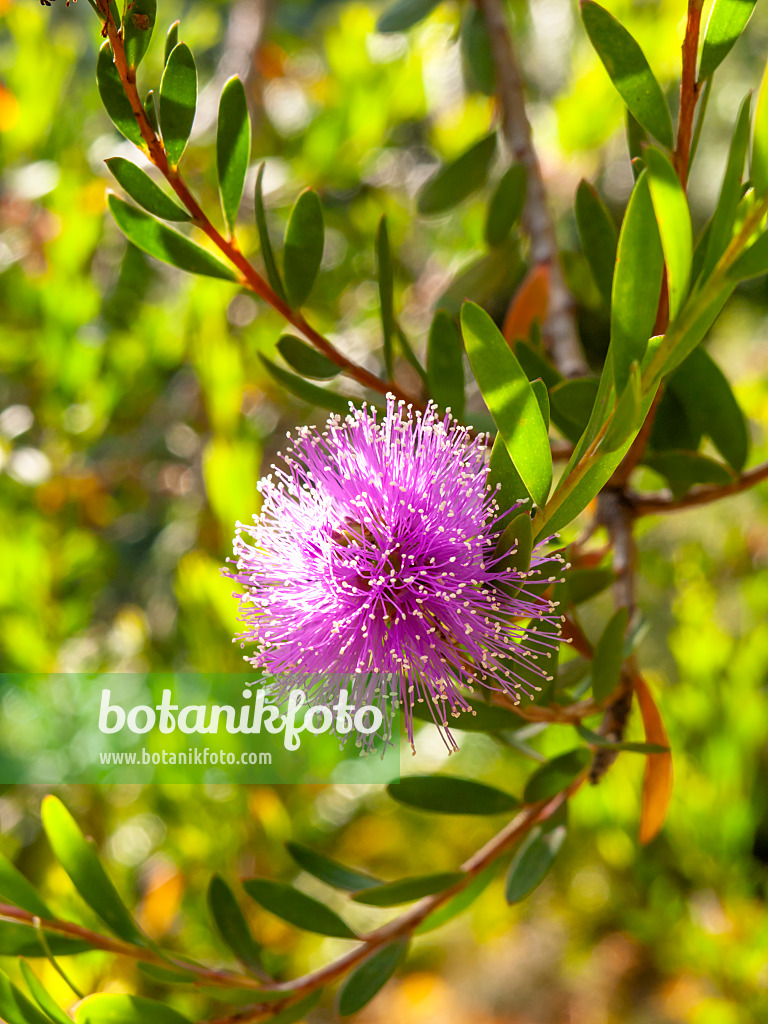 428224 - Myrthenheide (Melaleuca nesophila)