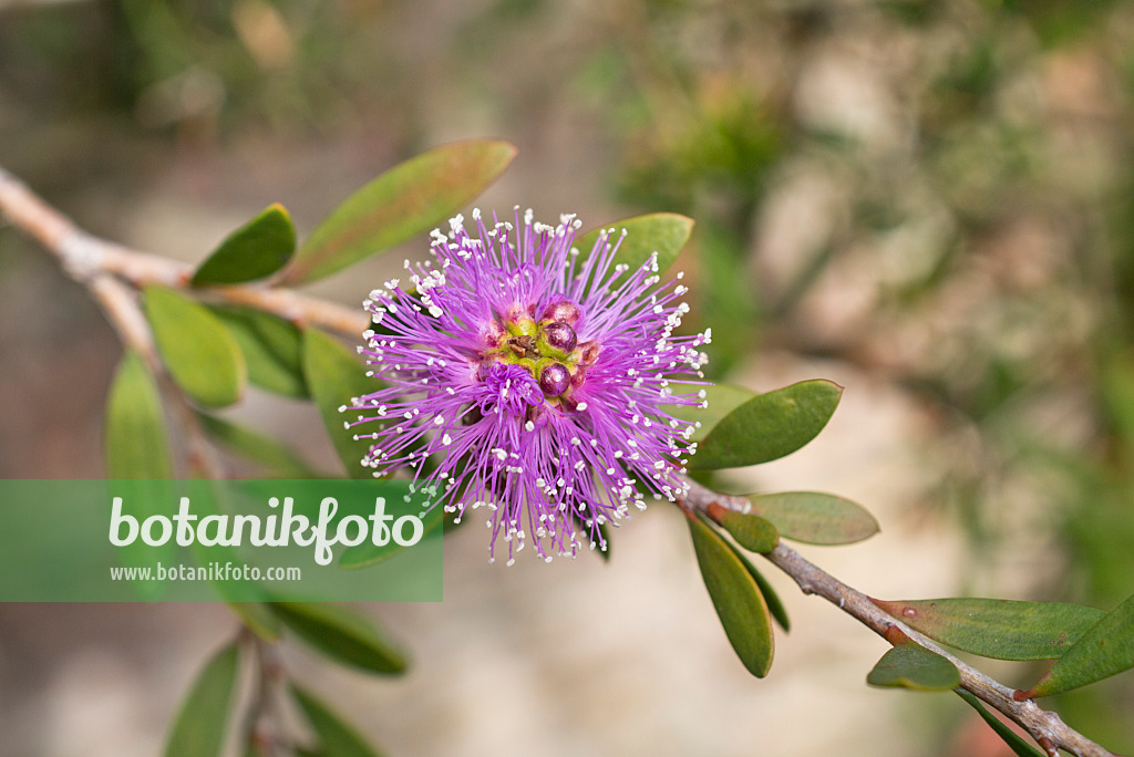 548139 - Myrthenheide (Melaleuca nesophila)