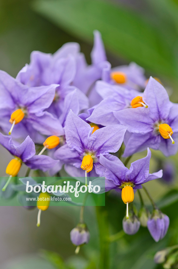 533473 - Nachtschatten (Solanum crispum 'Glasnevin')