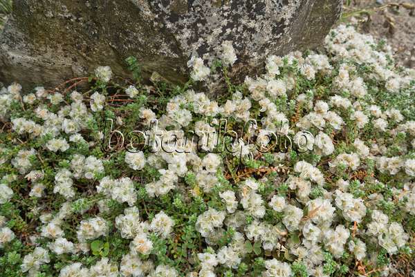 608081 - Nagelkraut (Paronychia kapela subsp. kapela)
