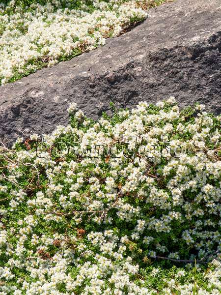 438204 - Nagelkraut (Paronychia kapela subsp. serpyllifolia)