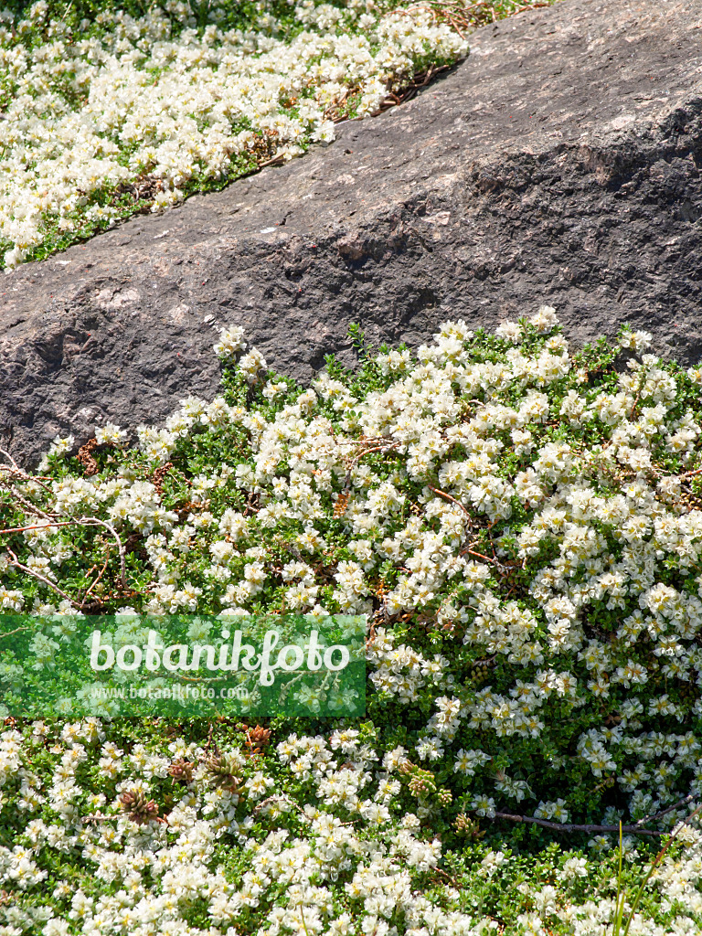 438204 - Nagelkraut (Paronychia kapela subsp. serpyllifolia)