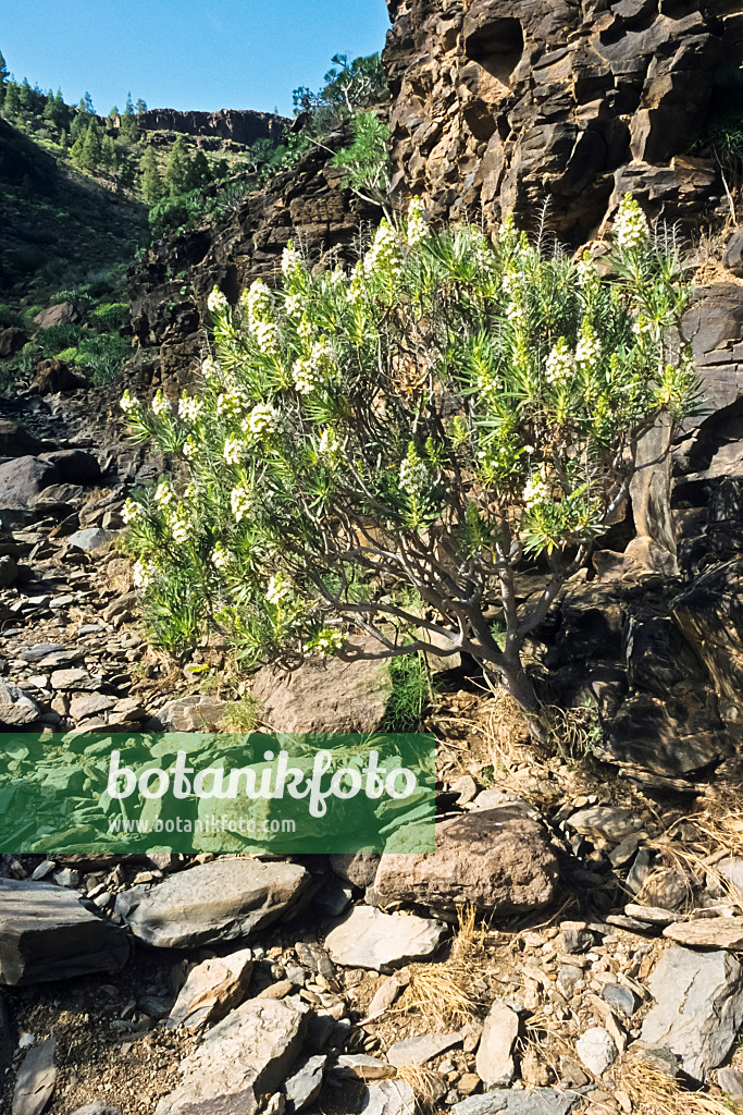 397103 - Natternkopf (Echium decaisnei), Naturschutzgebiet Pilancones, Gran Canaria, Spanien