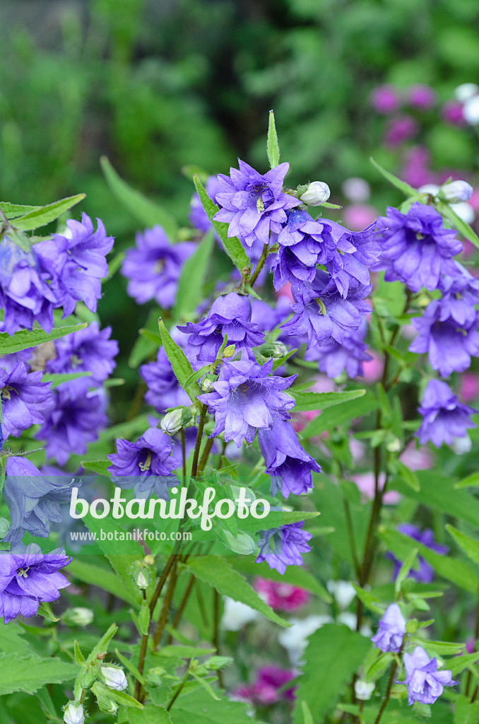 497227 - Nesselblättrige Glockenblume (Campanula trachelium 'Bernice')