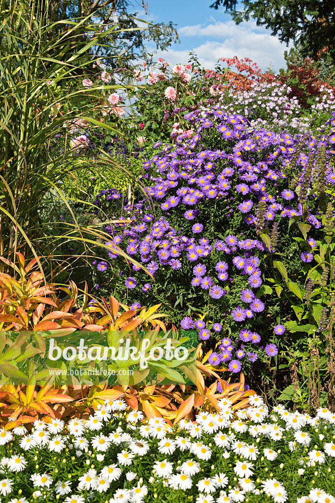 512096 - Neubelgien-Aster (Aster novi-belgii 'Schöne von Dietlikon')