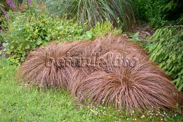 547100 - Neuseeland-Segge (Carex comans 'Bronze Form')