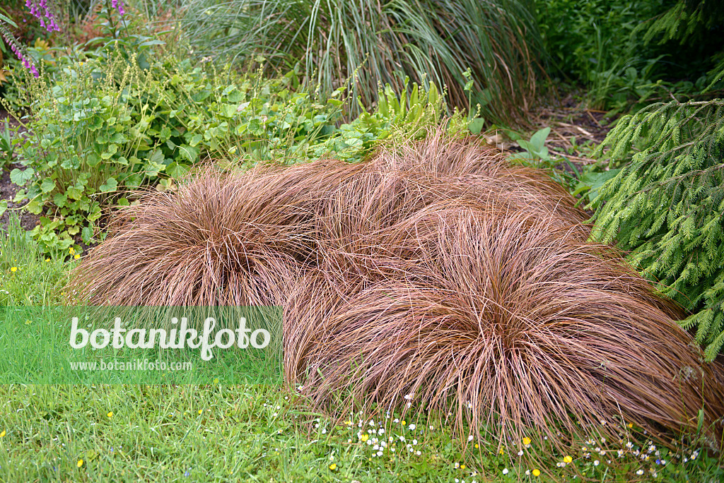 547100 - Neuseeland-Segge (Carex comans 'Bronze Form')