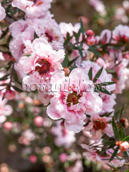 437424 - Neuseelandmyrte (Leptospermum scoparium 'Album Flore Pleno')