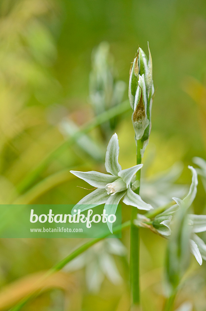 520108 - Nickender Milchstern (Ornithogalum nutans)